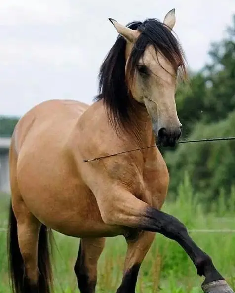 Cheval au galop dans un pré, monture de travail de BCH Animals