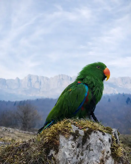 Ernest, perroquet Eclectus vert au bec orange, posé sur un rocher
