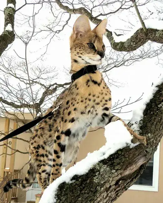 Serval allongé sur une branche, félin d'Afrique entraîné par BCH Animals
