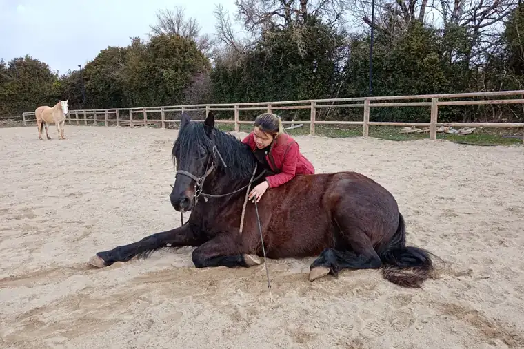 Cheval couché en carrière avec son entraîneur, exercice de travail à pied