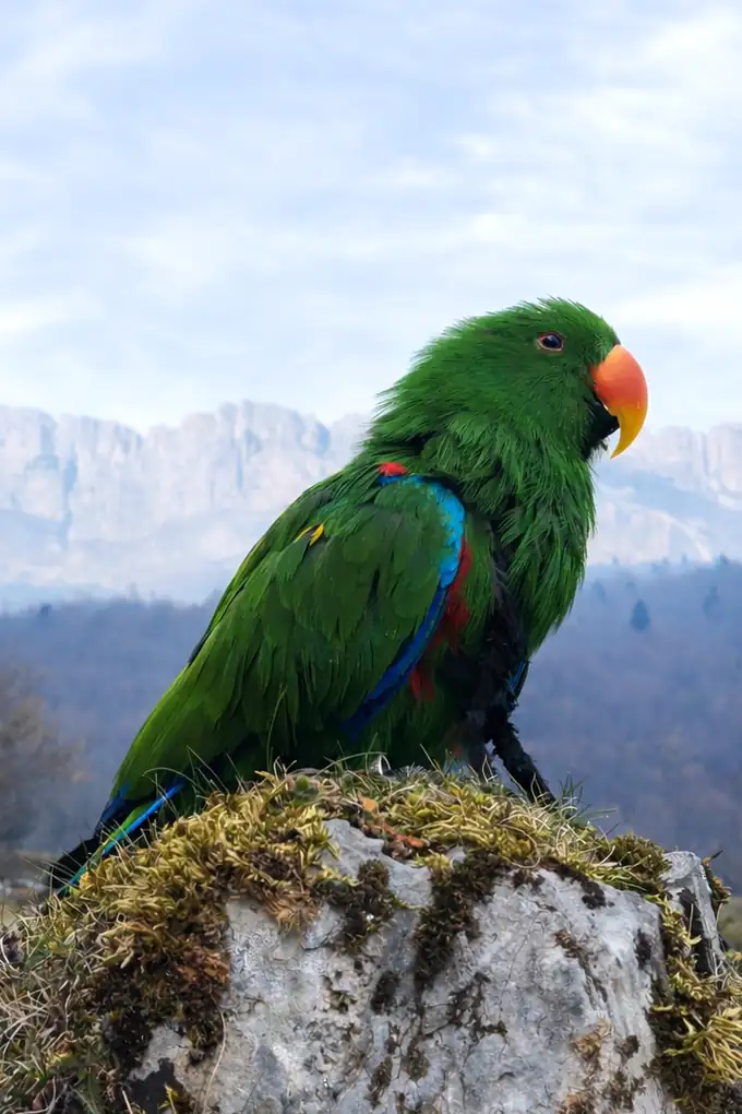 Ernest, perroquet Eclectus de BCH Animals, posé sur un rocher