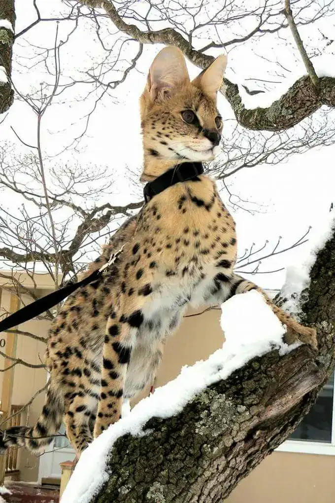 Serval entraîné par BCH Animals, allongé sur une branche