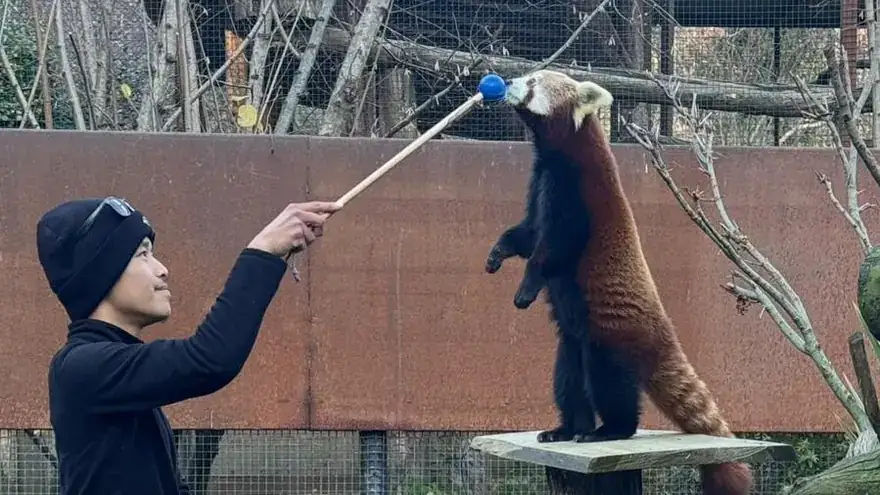 Entraîneur de BCH Animals travaillant au target stick avec un rapace, en entraînement coopératif