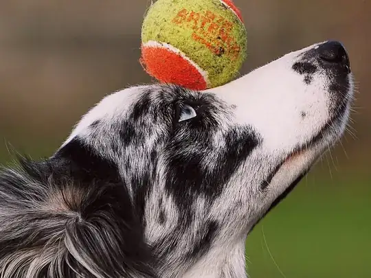Chien berger australien en séance de coaching animalier, en équilibre avec une balle