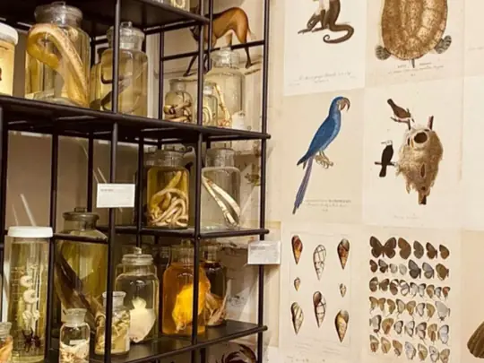 Cabinet de sciences naturelles utilisé lors des interventions pédagogiques