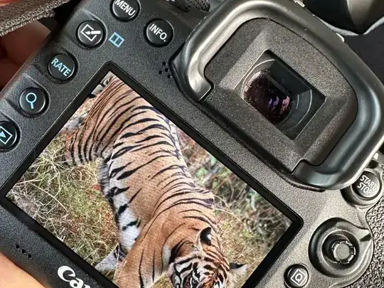 Tigre cadré dans l'écran d'un boîtier reflex lors d'une prise de vue animalière