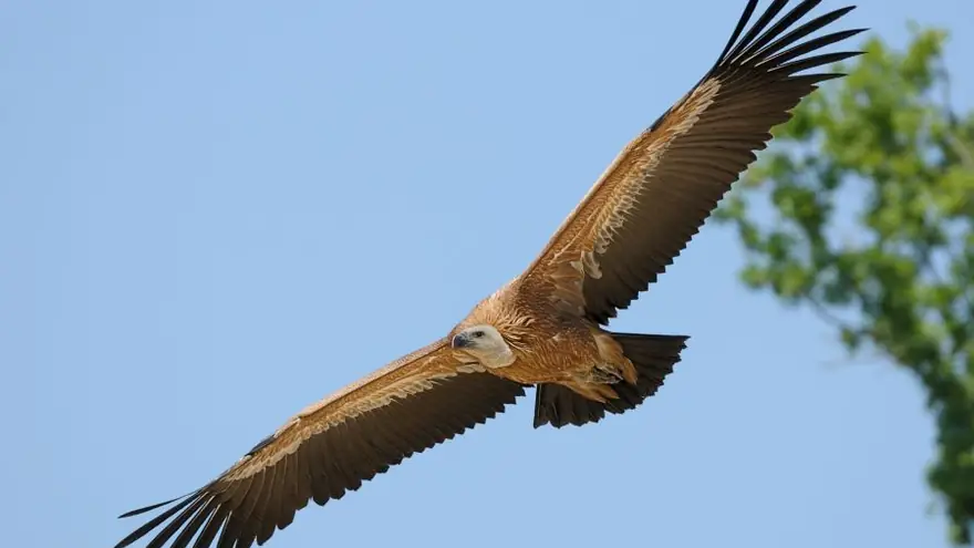 Vautour fauve en vol, espèce accompagnée par BCH Animals en sensibilisation à la biodiversité
